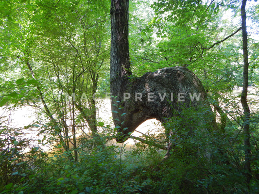 Photo - Possible Native American marker tree beside river