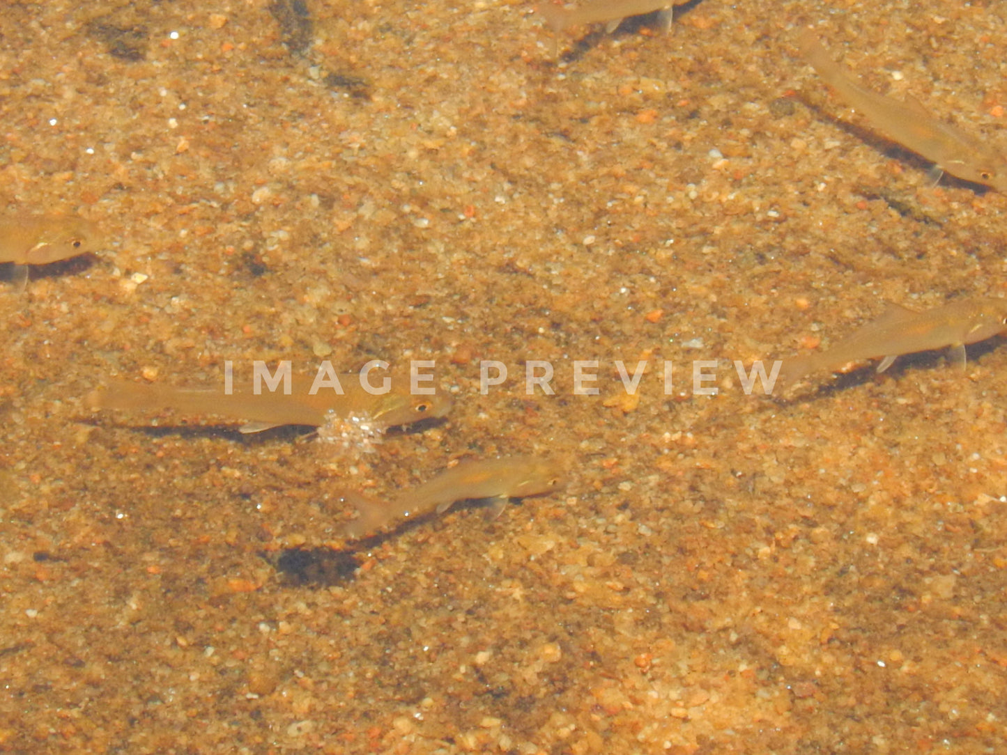 Photo - Small fish swim in shallows in stream