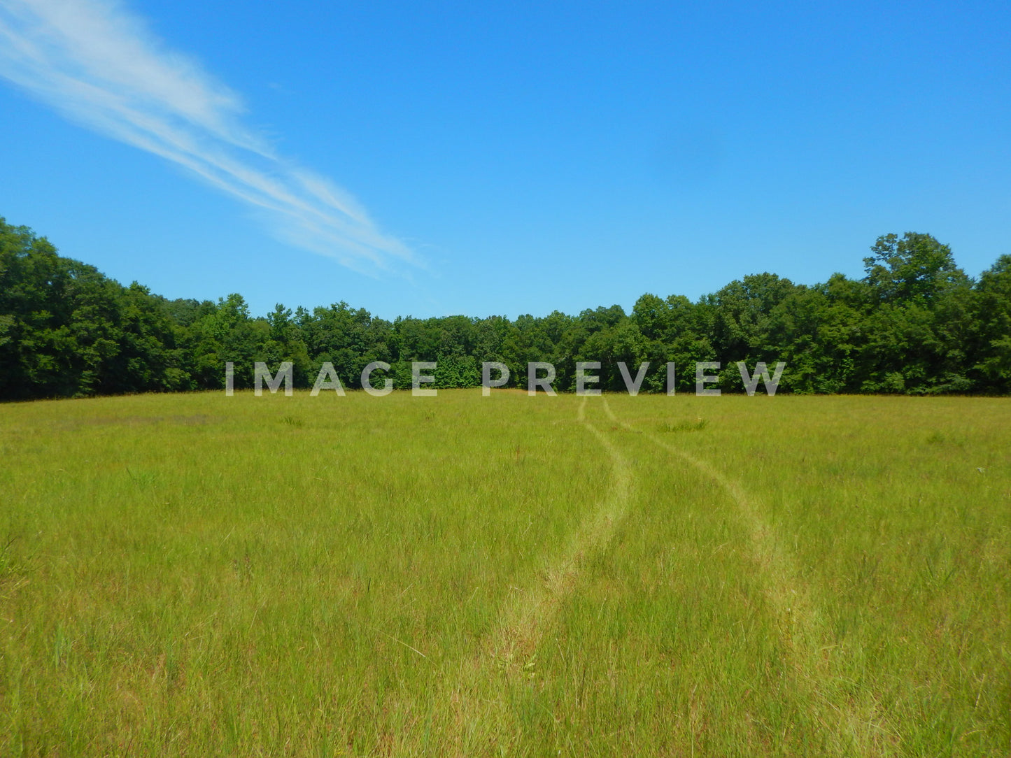 Photo - Green field in Southern countryside during summer