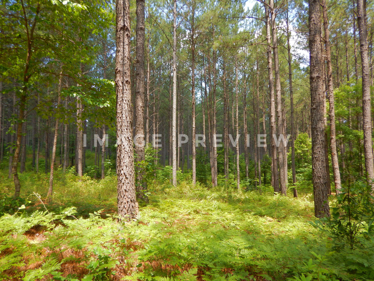 Photo - Beautiful pine tree forest in green fern bed