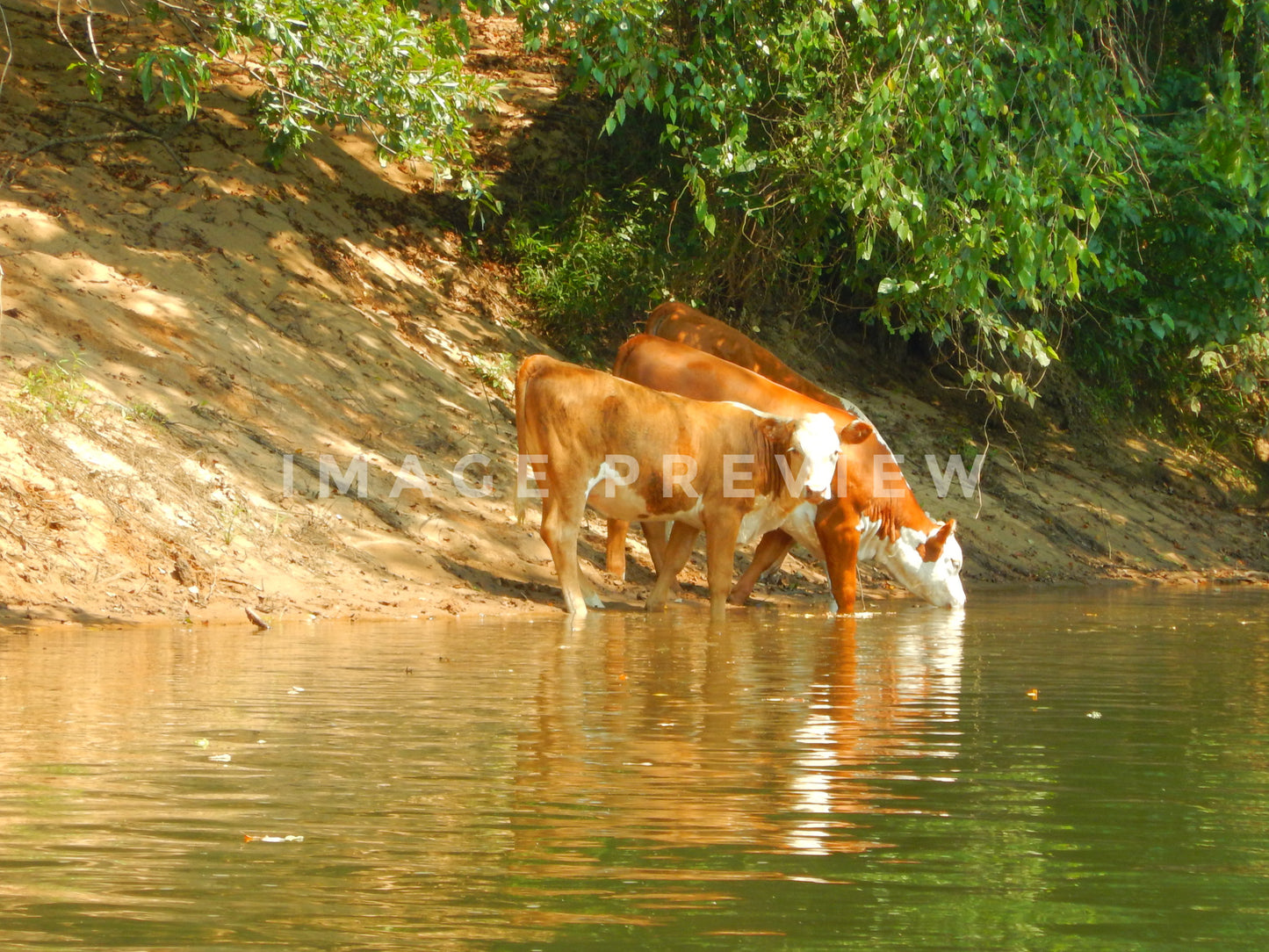 Photo - Cows on farm drink from river