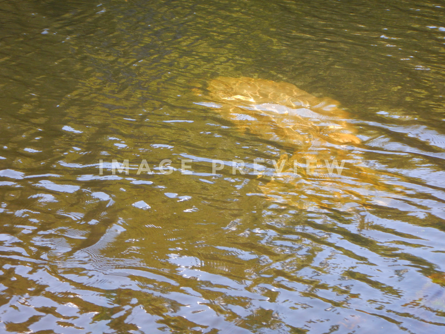 Photo - Manatee feeding in Florida river