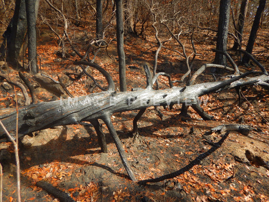 Photo - Burnt tree from forest fire