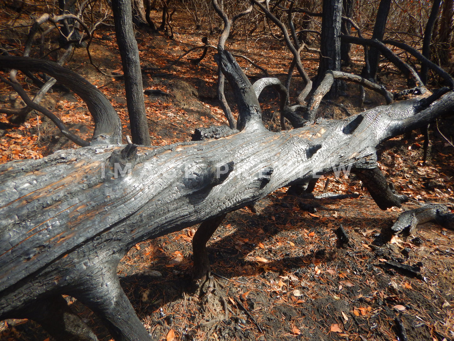 Photo - Charred remains of fallen tree after forest fire