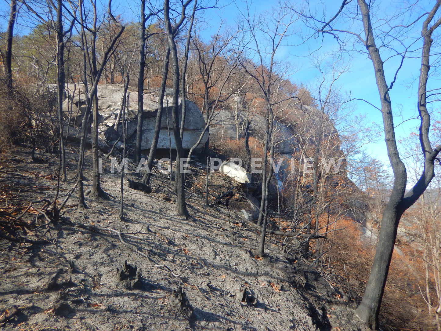 Photo - Wildfire aftermath on mountain top