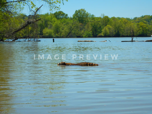 Photo - Raccoon swimming across lake