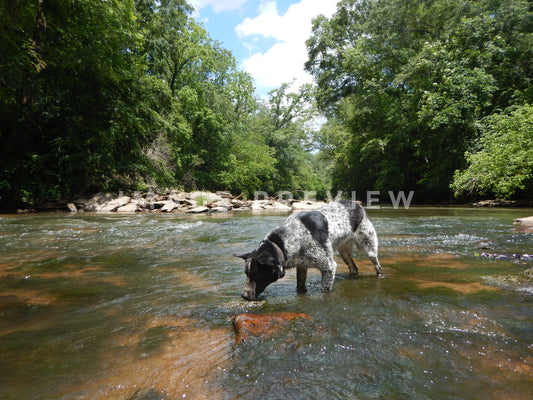 Photo - Dog drinks from clear water stream in Southern forest