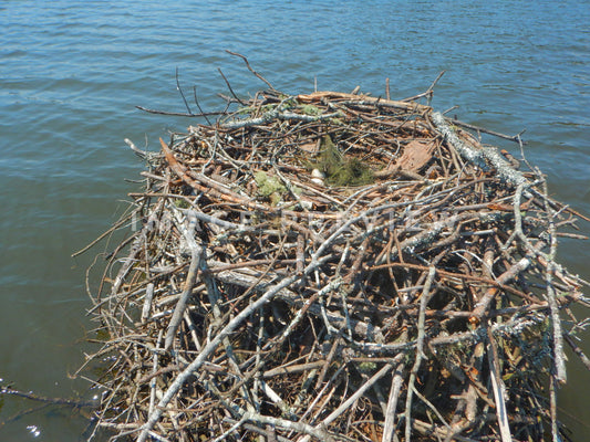 Photo - Osprey bird nest on lake