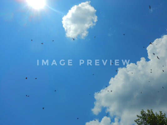 Photo - Flock of birds in blue sky with clouds