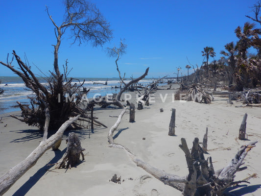 Photo - Driftwood trees on barrier Island beach