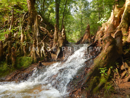 Photo - Waterfall cuts through cypress tree forest