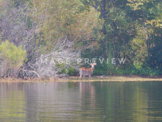 Photo - Deer beside river with forest