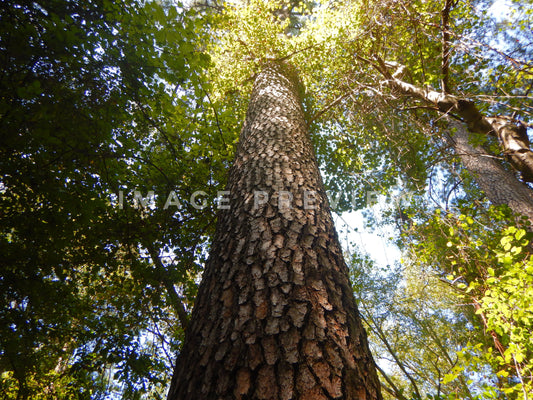 Photo - Looking up at pine tree in forest