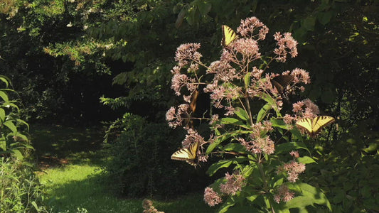 Video - Butterflies feeding on plant in pollinator garden during summer