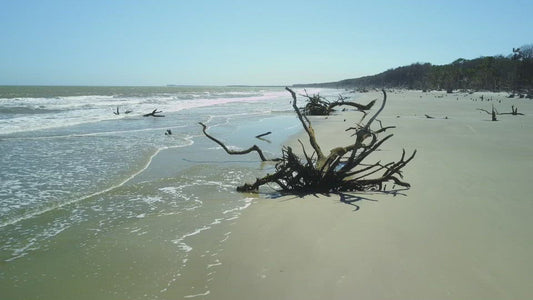 Video - Close flight over driftwood trees on Capers beach barrier island in South Carolina