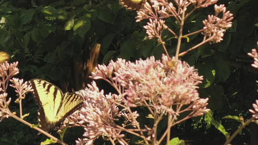 Video - Close up of butterflies landing on plant in pollinator garden