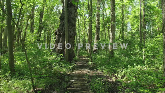 Video - Hiking trail in beautiful green forest landscape with trees