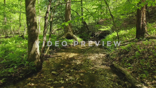 Video - Peaceful clear stream in dense green forest