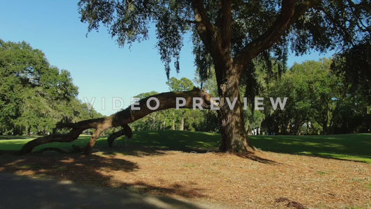 Video - Golf Course low flight under oak tree to reveal green and fairway