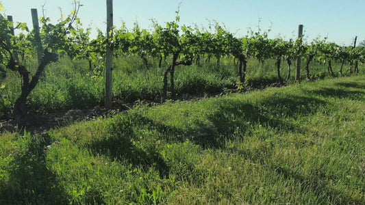 Video - Low flight along row of vineyard at Winery in Fairport New York