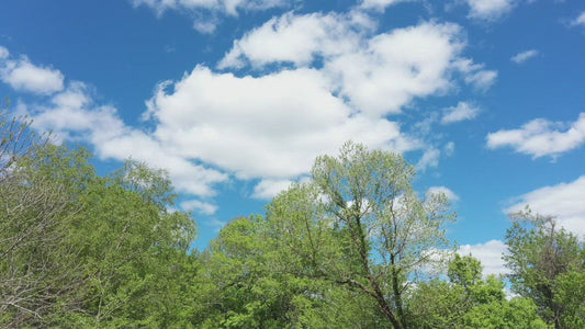 Video - Beautiful blue sky and clouds above Springtime forest in Georgia