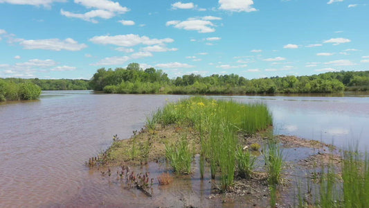 Video - Wild flowers by the water during Spring season in Georgia