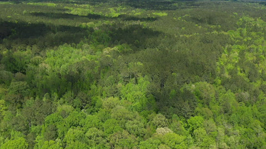 Video - Flying over green forest landscape during Springtime